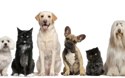 Que faut-il savoir avant d’adopter un animal ?